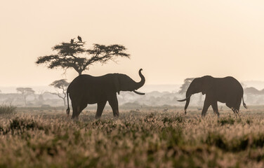 Fototapeta na wymiar Africa, Kenya, Amboseli National Park. Walking elephants and acacia tree.