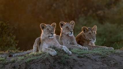 Obraz na płótnie Canvas Africa, Kenya, Maasai Mara National Reserve. Close-up of three resting lionesses.