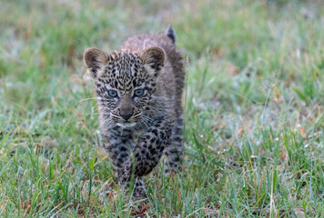 Africa, Kenya, Maasai Mara National Reserve. Close-up of leopard cub.