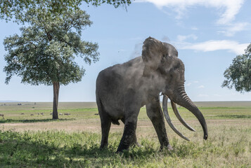 Obraz premium Africa, Kenya, Maasai Mara National Reserve. Elephant taking dust bath.