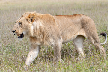 Fototapeta na wymiar Africa, Kenya, Maasai Mara National Reserve. Close-up of walking lion.