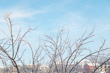 Icicles on a fruit tree with beautiful blue sky. Winter concept