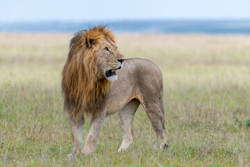 Fototapeta na wymiar Africa, Kenya, Maasai Mara National Reserve. Close-up of walking lion.