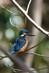 common kingfisher on the branch