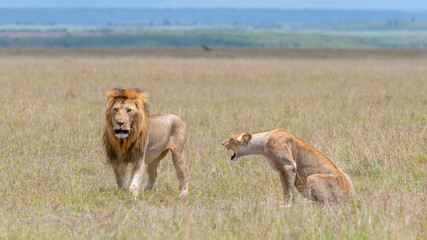 Africa, Kenya, Maasai Mara National Reserve. Female lion rejecting male's advance.