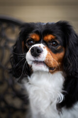 Cavalier King Charles Spaniel close-up with curious look.