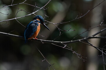 common kingfisher on the branch