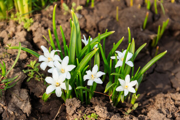 White glory-of-the-snow (chionodoxa luciliae) flowers on spring