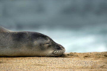 Naklejka premium Kauai Monk Seal Sleeps on Beach