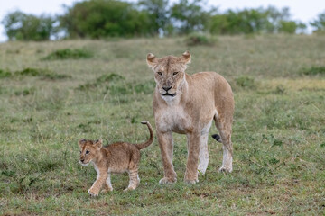 Africa, Kenya, Maasai Mara National Reserve. Lioness with cub.