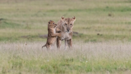 Africa, Kenya, Maasai Mara National Reserve. Lioness with cub.