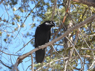 A common raven perched on a branch in the Sequoia National Forest, Sierra Nevada Mountains, California. 