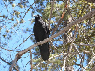 A common raven perched on a branch in the Sequoia National Forest, Sierra Nevada Mountains,...