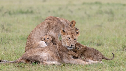 Africa, Kenya, Maasai Mara National Reserve. Two lionesses with cubs.