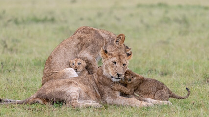 Fototapeta na wymiar Africa, Kenya, Maasai Mara National Reserve. Two lionesses with cubs.