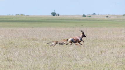 Africa, Kenya, Maasai Mara National Reserve. Cheetah hunting topi.