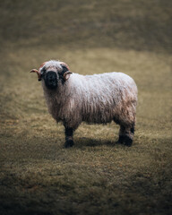 Zwickelschaf im Portrait.