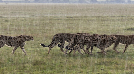 Obraz na płótnie Canvas Africa, Kenya, Maasai Mara National Reserve. Cheetahs walking in rain.