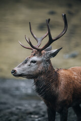 Fototapeta premium Junger Hirsch im Profil.