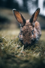 Der echte Osterhase. Süße Ohren.