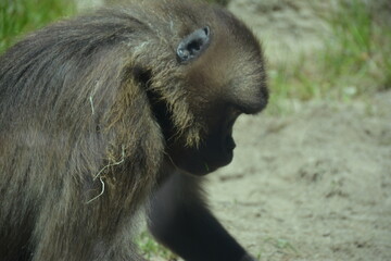 Baboons and monkeys