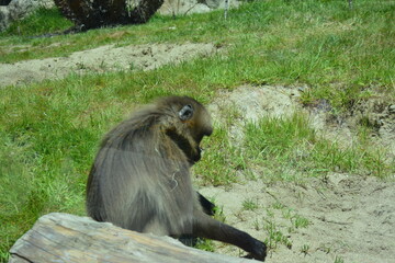 Baboons and monkeys
