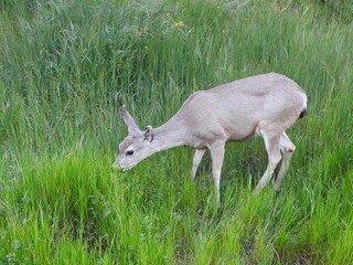 A mule deer feeding on the tall grasses growing in the Sequoia National Forest, Sia Nevada Mountains, California.