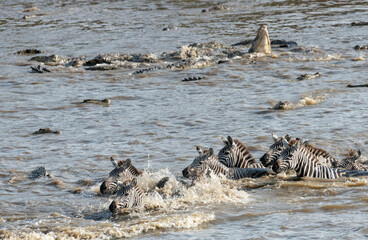 Fototapeta na wymiar Africa, Kenya, Maasai Mara National Reserve. Nile crocodile attacking zebras crossing Mara River.