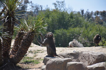 Baboons and monkeys