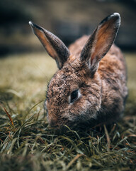Der echte Osterhase. Süße Ohren.