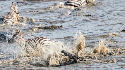 Fototapeta na wymiar Africa, Kenya, Maasai Mara National Reserve. Nile crocodiles attacking zebras crossing Mara River.
