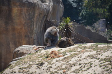 Obraz premium Baboons and monkeys