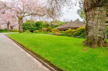 Fototapeta na wymiar Houses in suburb with Spring Blossom in the north America. Luxury houses with nice white and pink coloured landscape.