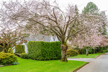 Houses in suburb with Spring Blossom in the north America. Luxury houses with nice white and pink coloured landscape.