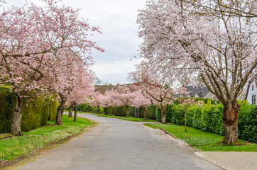 Houses in suburb with Spring Blossom in the north America. Luxury houses with nice white and pink coloured landscape.