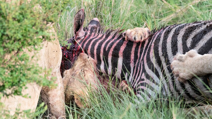 Fototapeta na wymiar Africa, Kenya, Maasai Mara National Reserve. Lions with zebra kill.