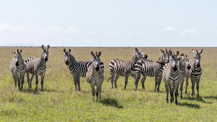 Africa, Kenya, Maasai Mara National Reserve. Cautious zebras.