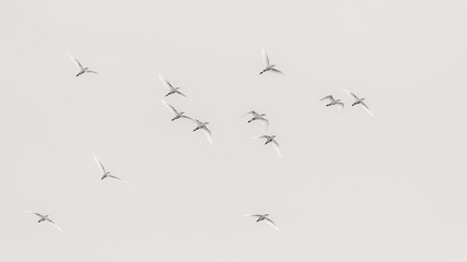 Africa, Kenya, Amboseli National Park. Flock of egrets in flight.