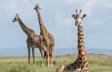Africa, Kenya, Maasai Mara National Reserve. Giraffes close-up.