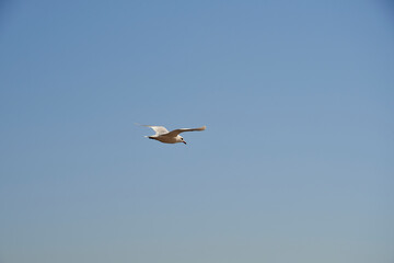 Seagull flying in blue sky