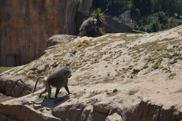 Baboons and monkeys
