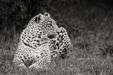 Africa, Kenya, Maasai Mara National Reserve. Close-up of resting leopard.