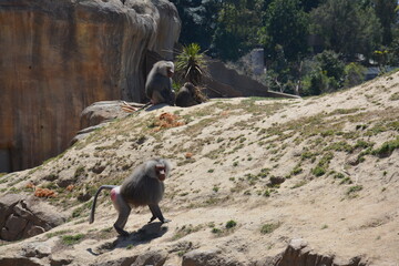 Baboons and monkeys
