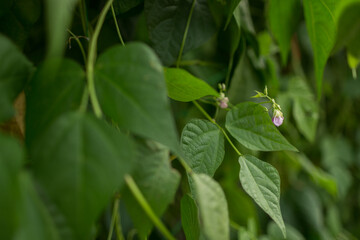 Green bean's purple flowers on its branch in a green house of an organic farm.