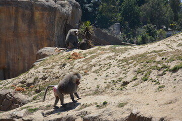 Baboons and monkeys