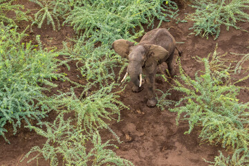 Africa, Kenya, Shompole, Aerial view of large adult Elephant (Loxodonta africana) walking in Shompole Conservancy in Rift Valley