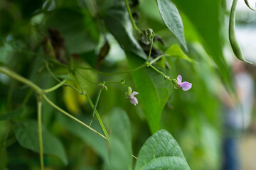 Green bean's purple flowers on its branch in a green house of an organic farm.
