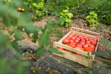 Fresh organic ripe tomatoes just after harvest in a green green house beside basilic plants.