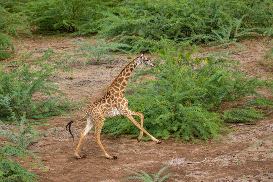 Africa, Kenya, Shompole Conservancy, Aerial view of lone Giraffe running through dense vegetation in Rift Valley