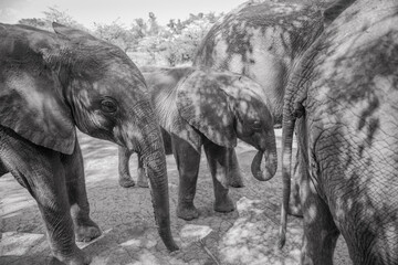 Africa, Kenya, Nairobi, Orphaned baby Elephants (Loxodonta africana) gathered together at David...
